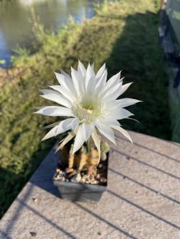 Echinopsis eyriesii
